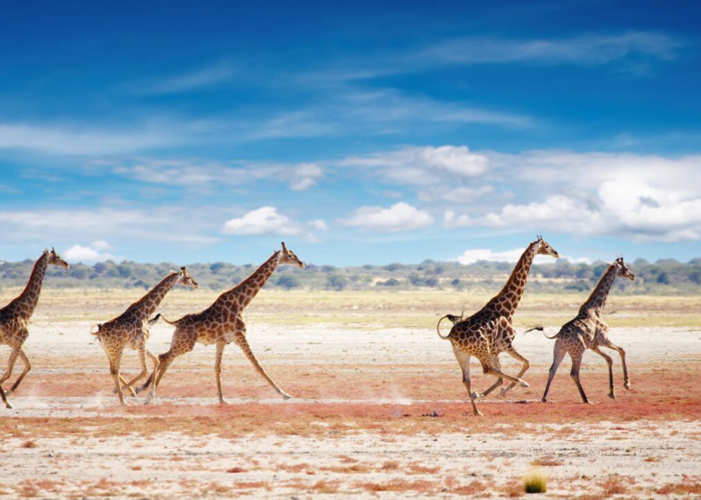 Giraffes